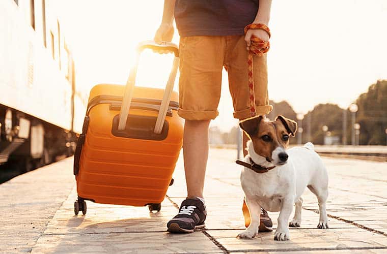 Anreise mit Hund in den Ostseeurlaub